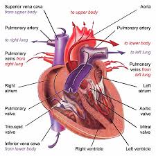 Image of the physical heart